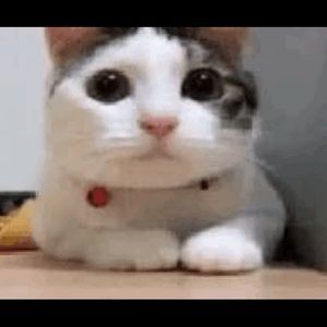 Meet your Posher, Ines